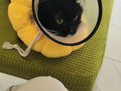 -艾吉宠物医院·疑难杂症转诊中心·猫友好(碧江路院)