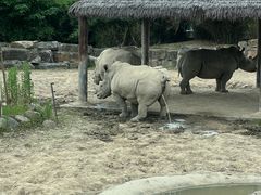 -上海野生动物园