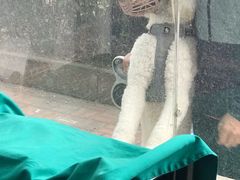 -瑞派福兴宠物医院犬猫全科·骨科·中西医结合(河东店)