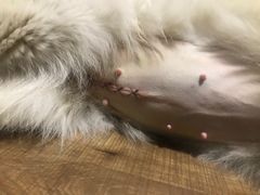 -菲尔斯特宠物医院