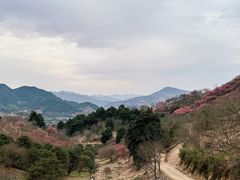 -新建村梅花