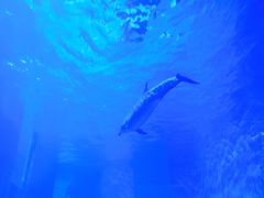 -多彩贵州城极地海洋世界