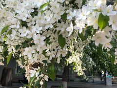 -石家庄市植物园