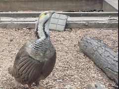 -上海野生动物园