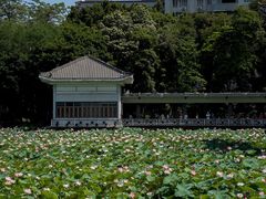 -荔湾湖公园