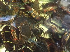 -ZF Seafood Restaurant 卓峰海鲜餐
