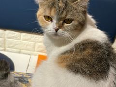-平行世界·猫咖(首经贸店)