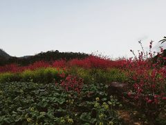 -广州市石门国家森林公园