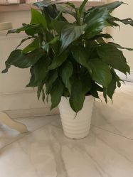 -静博士·养生养颜