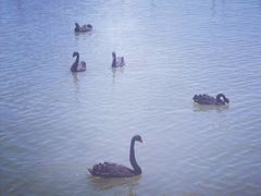 -天津东丽湖风景区