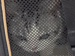 -四月宠物医院·猫专科·心脏专科·内科(转塘店)