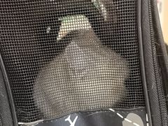 -瑞派·关忠动物医院·猫专科·犬专科(三环新城店)
