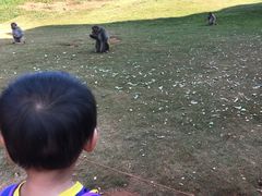 -海南热带野生动植物园