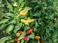 -上海多利农业发展有限公司