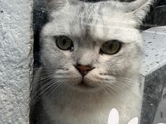 -Anne猫窝咖啡屋