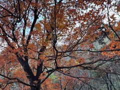-阳台山自然风景区