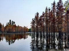 -白鹭湾湿地公园