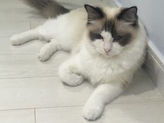 -喵的天空名猫咖啡馆·撸猫·猫舍·用品