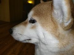 -柴务处·柴犬主题狗咖