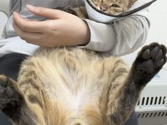 -宠颐生汉谟拉比宠物医院