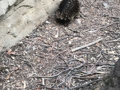 -费瑟代尔野生动物园