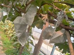 -庞各庄翠芳园西瓜蔬菜基地采摘园