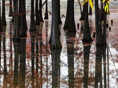 -白鹭湾湿地公园