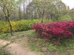 -新江湾城公园