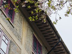 -武汉大学-樱园