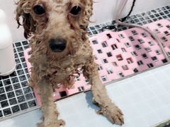 -PETKIT 小佩宠物·低压洗护·美容·寄养(安远店)