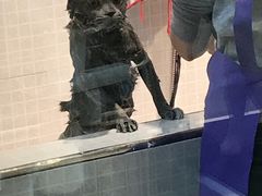 -PETKIT 小佩宠物·低压洗护·美容·寄养(安远店)