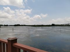 -芒洲湿地公园