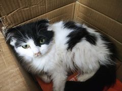 -楼上猫咖(罗湖店)
