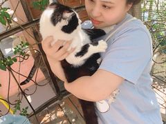 -喵屿·大理花园猫咖