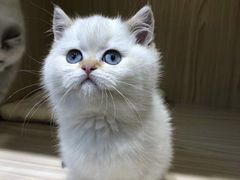 -屋虎猫馆(宝安大仟里店)