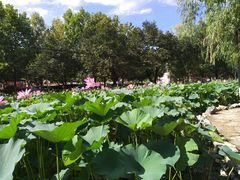-静之湖湖畔餐厅