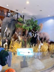 -卡通尼·Safari非洲探索乐园·生日会(金桥国际商业广场店)