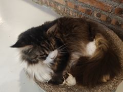 -豆逗聊愈猫阁Easy Life