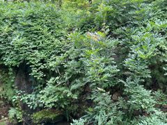 -杭州植物园