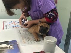 -伟伟宠物医院·CT影像中心·瑞派犬猫综合性门诊(汉口总院)