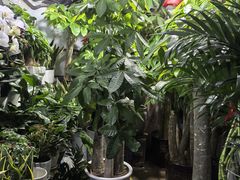 -青石桥花鸟鱼虫市场(叠翠城店)