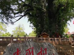 -大槐树寻根祭祖园