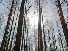 -东平国家森林公园