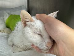 -爱侣宠医·鹦鹉专科·小型哺乳类·异宠专科(灵石路店)