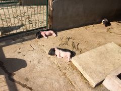 -明珠湖天鹅苑·农家菜馆