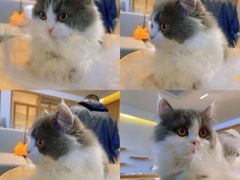 -猫腻·猫咖·撸猫馆(星光大道店)