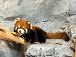 -Zoolung Zoolung动物主题公园(海信广场店)