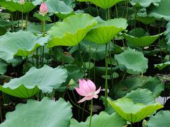 -荔湾湖公园