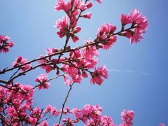 -莱阳濯村樱花园