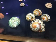 -青岛贝壳博物馆
